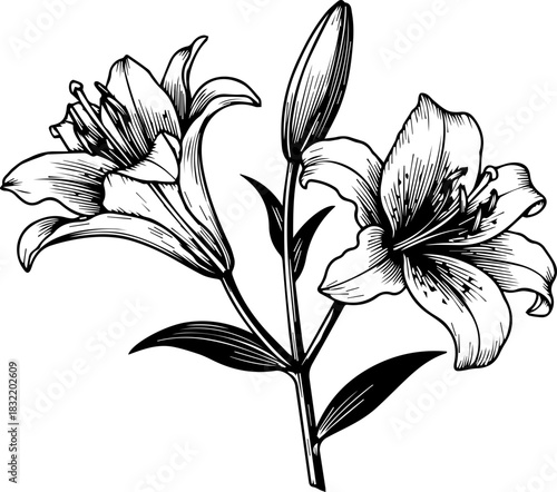 Elegant sketch of blooming lilies with delicate petals and buds, perfect for sophisticated floral designs and natural beauty projects