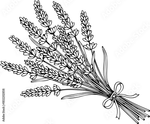 Elegant hand-drawn lavender bouquet with delicate ribbon offers a touch of natural beauty and rustic charm for your designs.