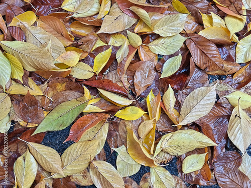 large quantity of colorful autumn leaves wet by the rain on the ground