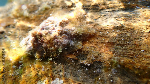 Pacific sugar limpet (Patelloida saccharina cf.) undersea, Ligurian Sea, Italy, Imperia