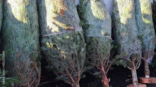 Fresh Christmas trees for sale at street market, warm lights and joyful holiday vibes.