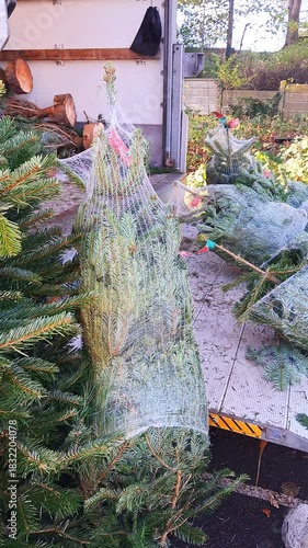 Fresh Christmas trees for sale at street market, warm lights and joyful holiday vibes.