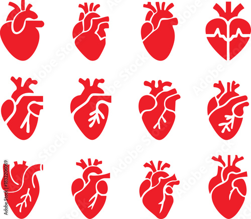 Set of anatomical heart icon Set, Human anatomical heart, heartbeat, cardiovascular, anatomy, medical, health, cardiology illustration, biology, organ, human heart collection, Vector illustration !