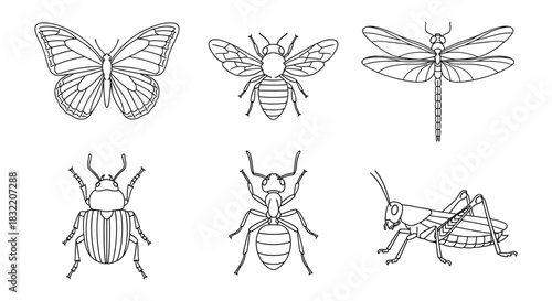 Minimalist line art of insects: butterfly, bee, dragonfly, beetle, ant, and grasshopper