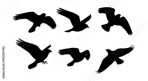 Bird silhouette collection: six dynamic flying bird shapes in motion
