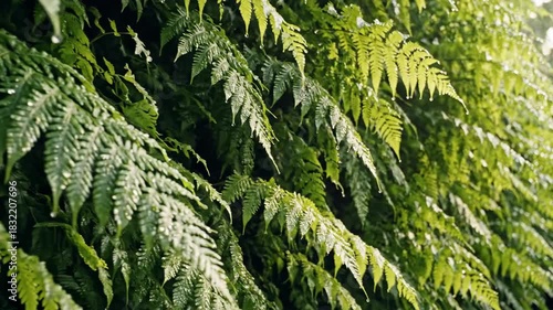 Lush green fern fronds with water droplets after rain