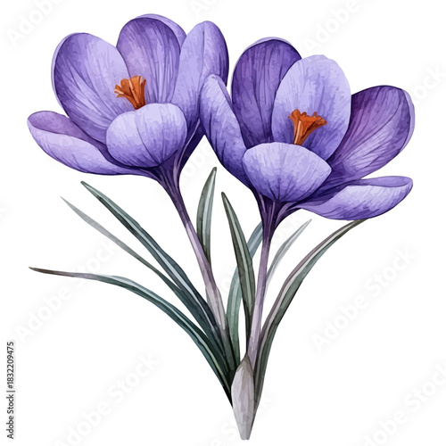 Crocus Flower, illustration watercolor with dynamic strokes and balanced color harmony, isolated on a white background.