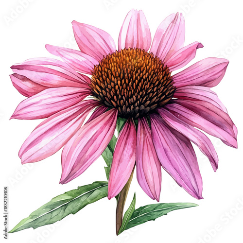 Coneflower Flower, refined watercolor illustration with luminous tones and soft layered brushwork, isolated on a white background.