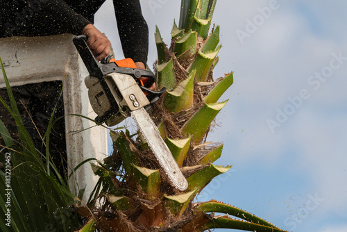 Worker pruning a palm tree with a tree saw