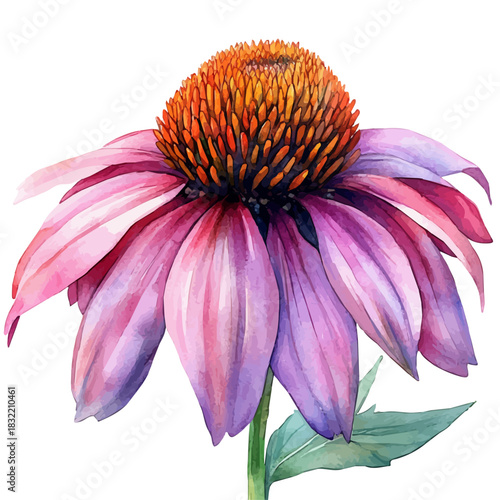 watercolor of Coneflower Flower illustration, isolated on a white background.