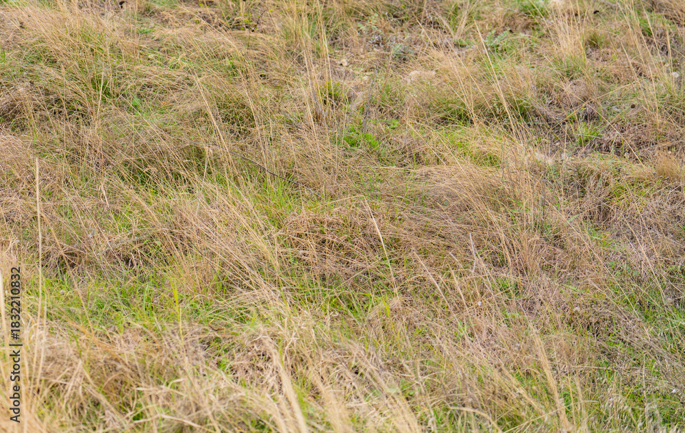 Fototapeta premium grass in the wind