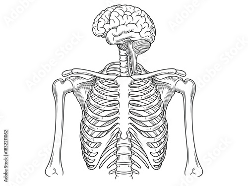 Illustration of a human skeleton with a brain on top of the spinal column
