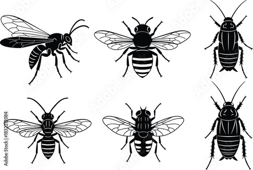 Insect illustration, black and white, entomology, cockroach, bee, wasp, fly, vector drawing, educational, anatomy, detailed wings, taxonomy, biology