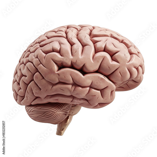 Human brain anatomy model isolated on transparent background
