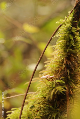Au cœur de la forêt