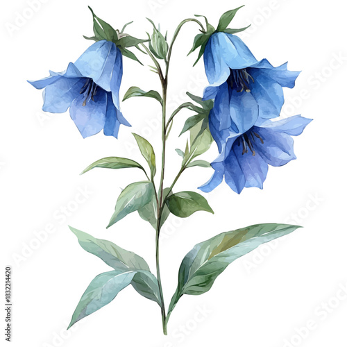 Bellflower Flower, illustration watercolor with dynamic strokes and balanced color harmony, isolated on a white background.