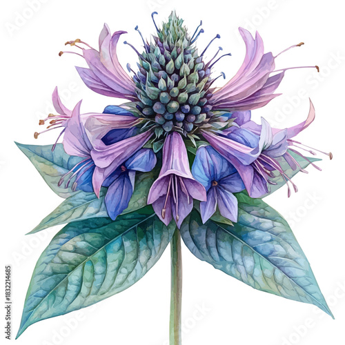 watercolor of Bee Balm Flower, vector clipart, isolated on a white background.