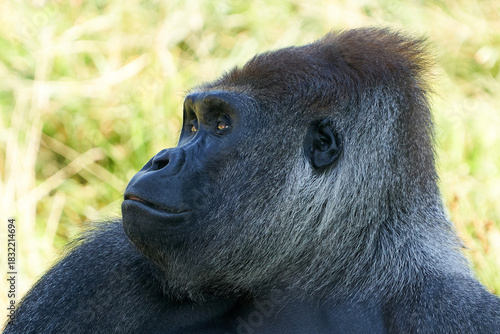 Western lowland gorilla (Gorilla gorilla gorilla)