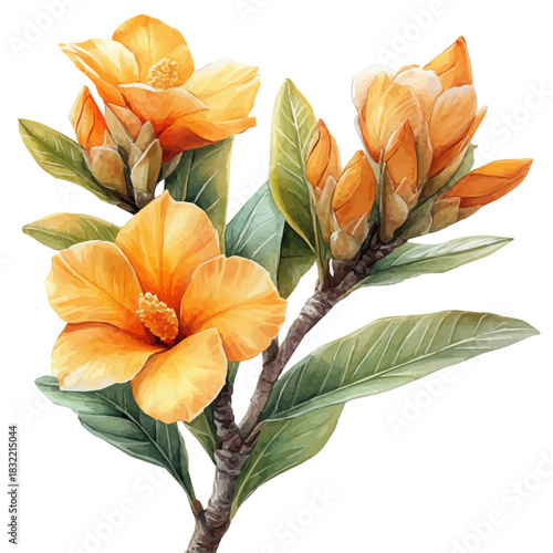 Balsam Flower, refined watercolor illustration with luminous tones and soft layered brushwork, isolated on a white background.