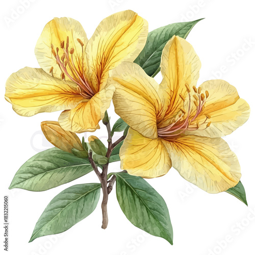 Balsam Flower, illustration watercolor with dynamic strokes and balanced color harmony, isolated on a white background.