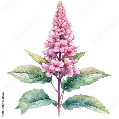 Astilbe Flower, illustration watercolor with dynamic strokes and balanced color harmony, isolated on a white background.