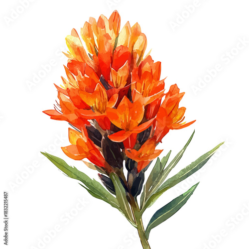 Anigozanthos Flower, refined watercolor illustration with luminous tones and soft layered brushwork, isolated on a white background.