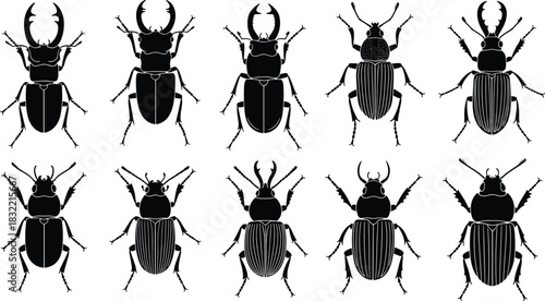 Stylized beetle illustration, insect anatomy, entomology art, biological diversity, vector bug design, scientific drawing, black blue beetles, nature graphic