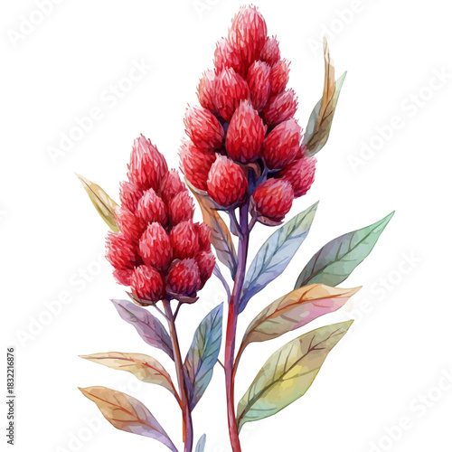Amaranth Flower, refined watercolor illustration with luminous tones and soft layered brushwork, isolated on a white background.
