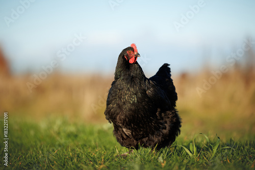 black chicken hen walking on green grass in summer