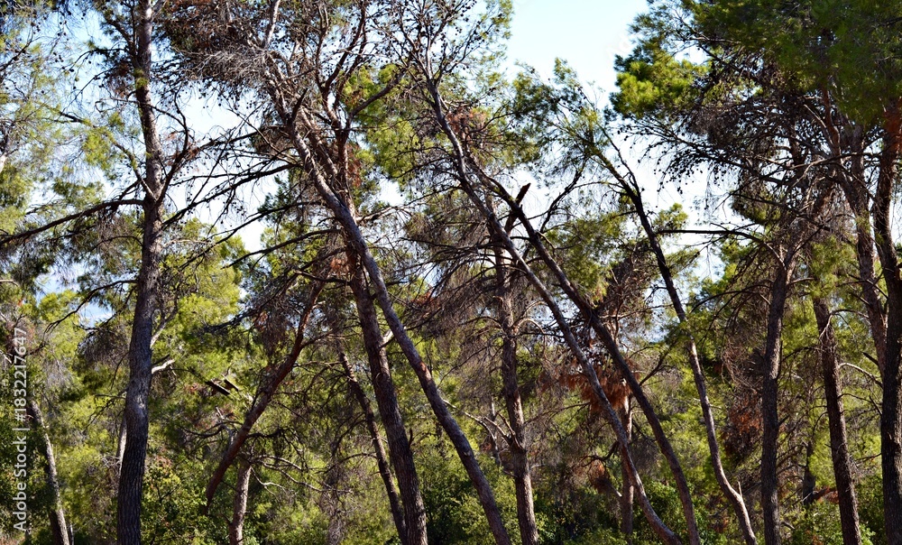 Fototapeta premium The sun beautifully illuminating the green treetops of tall beech trees in a forest clearing,