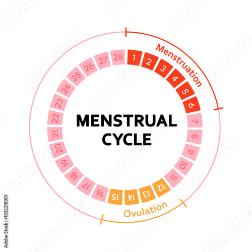 Menstrual cycle educational diagram with phases illustration. Menstruation, follicular phase, ovulation, luteal phase anatomy infographic for womens health, fertility tracking and medical education.