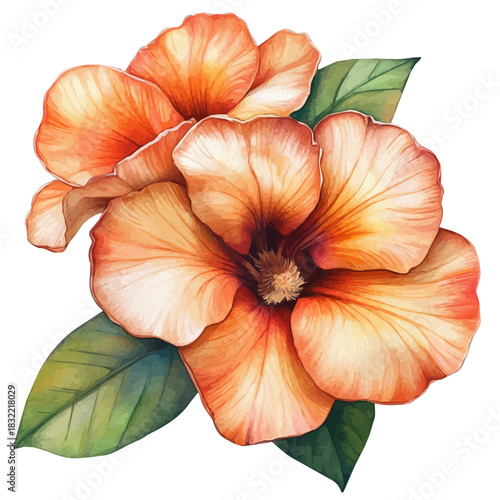 Adenium Flower, refined watercolor illustration with luminous tones and soft layered brushwork, isolated on a white background.