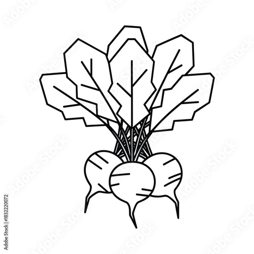 Line drawing of fresh beets with green leaves on a white background