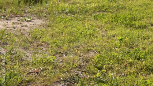 A dusty, sunlit lawn area with very sparse grass, indicating early stages of lawn damage or extreme dryness. Close-up highlights soil texture and grass struggle. Panning shot of uneven grass lawn