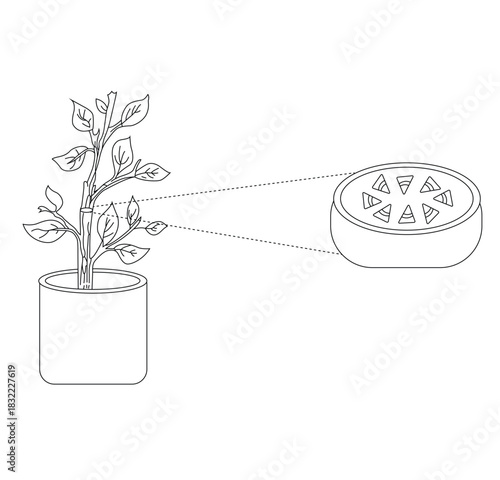 Science of hand drawn vector plant stem cell outline.