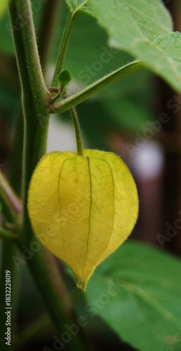 Close up of Physalis Peruviana in the garden, Golden berry