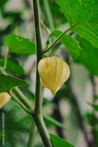Close up of Physalis Peruviana in the garden, Golden berry