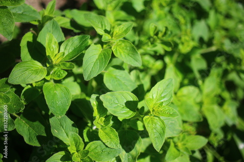 Lebiodka pospolita Origanum vulgare oregano