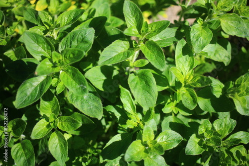 Lebiodka pospolita Origanum vulgare oregano