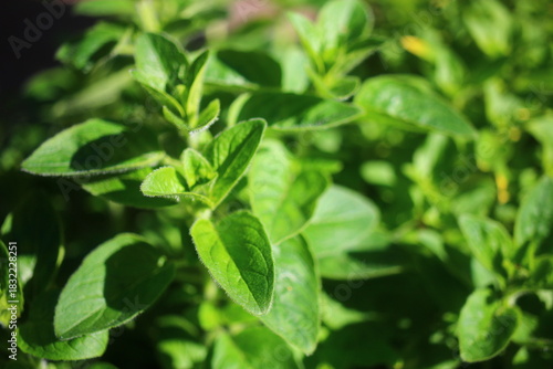Lebiodka pospolita Origanum vulgare oregano
