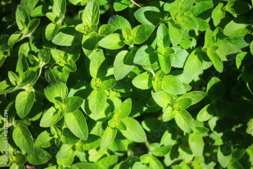 Lebiodka pospolita Origanum vulgare oregano