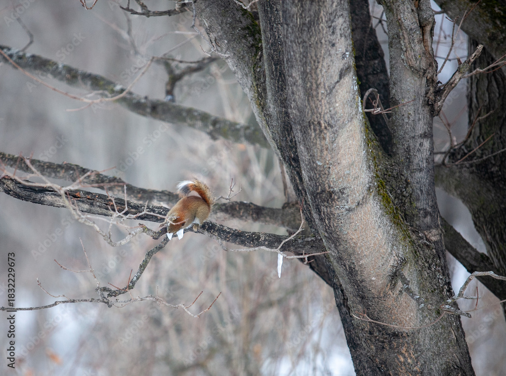 Fototapeta premium Squirrel eating maple sugar