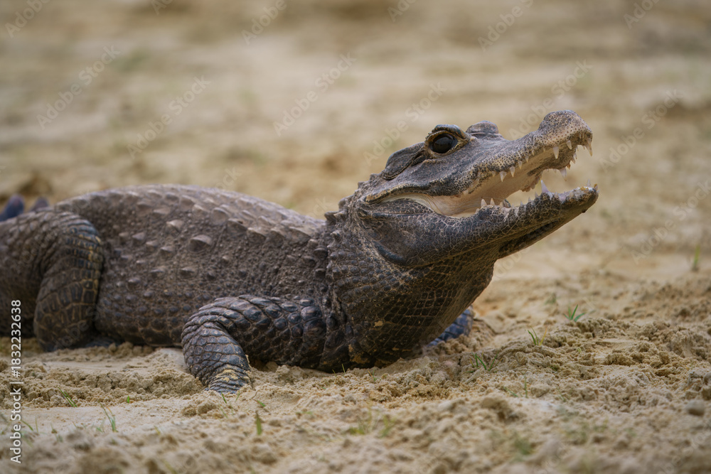 Naklejka premium The dwarf crocodile (Osteolaemus tetraspis), also known as the African dwarf crocodile, broad-snouted crocodile or bony crocodile 