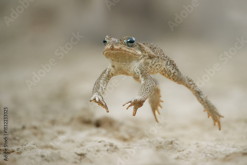 Jumping cane toad (Rhinella marina), also known as the giant neotropical toad or marine toad, is a large, terrestrial true toad native to South and mainland Central America