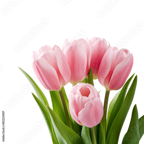 Fresh Pink Tulips Arranged Beautifully in a Simple Bouquet on a White Background