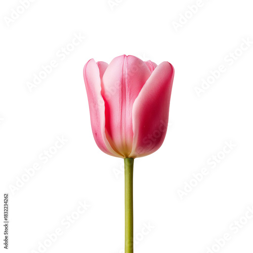 Beautiful Pink Tulip With Soft Petals and a Green Stem on a Plain Background