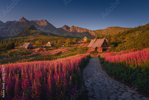 Fototapeta Naklejka Na Ścianę i Meble -  Fireweed flowering in the Tatras at sunrise in August, adding vivid pink tones to the mountain landscape.