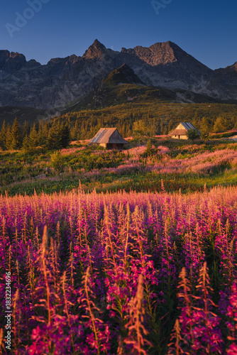 Fototapeta Naklejka Na Ścianę i Meble -  Fireweed flowering in the Tatras at sunrise in August, adding vivid pink tones to the mountain landscape.