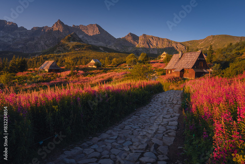 Fototapeta Naklejka Na Ścianę i Meble -  Fireweed flowering in the Tatras at sunrise in August, adding vivid pink tones to the mountain landscape.