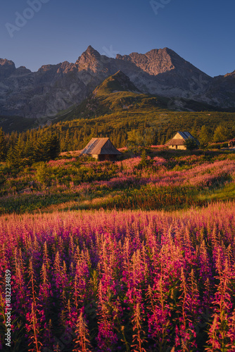 Fototapeta Naklejka Na Ścianę i Meble -  Fireweed flowering in the Tatras at sunrise in August, adding vivid pink tones to the mountain landscape.